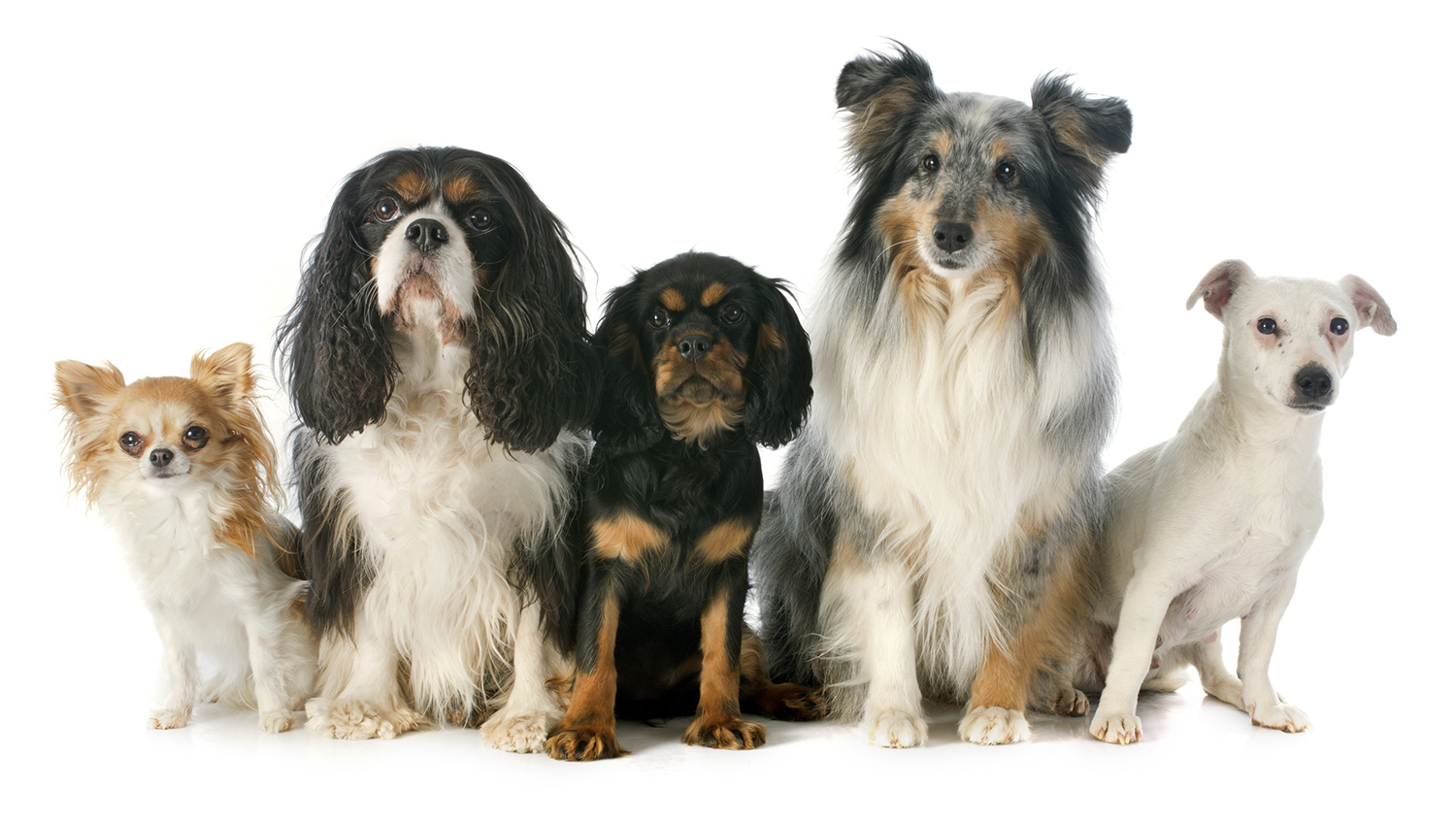 Picture of various cute dogs.